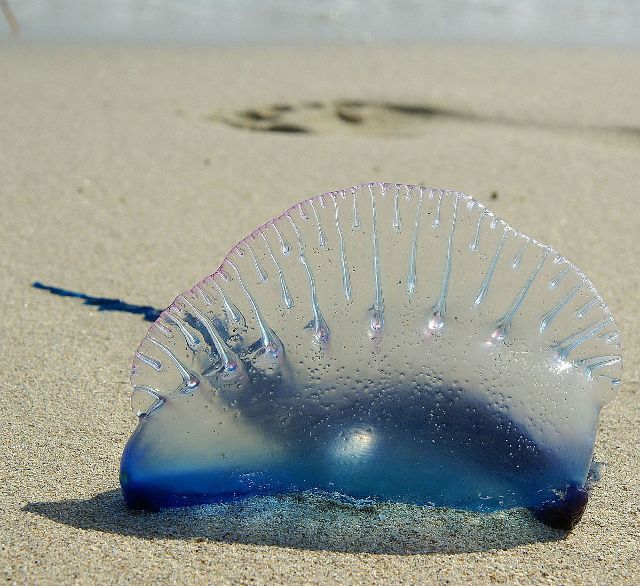 海滩谨防有毒僧帽水母