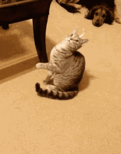 没想到喵星人一生高傲,竟被一只卡裆的气球搞得如此狼狈哈哈哈.