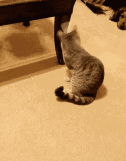 如何一秒逼疯一只猫?猫看了想打人.