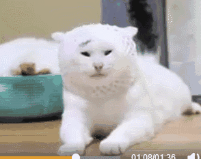 壁纸 动物 狗 狗狗 294_233 gif 动态图 动图