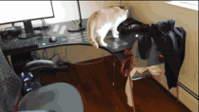 如何一秒逼疯一只猫?猫看了想打人.