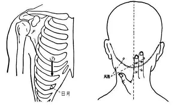 日月穴在乳头之下,人的第七肋间隙中,它是胆经上的募穴,足少阳经,足