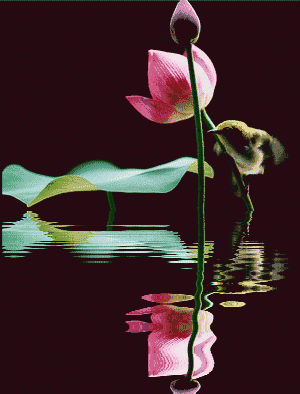 壁纸 花 桌面 300_394 竖版 竖屏 手机 gif 动态图 动图