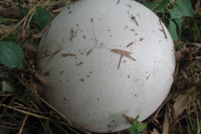 这个长得像白面馒头的蘑菇名为"马勃,是马勃家族众多成员的一种,民间