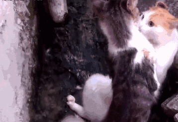 灰白猫:好像是的~挖槽,快跑!