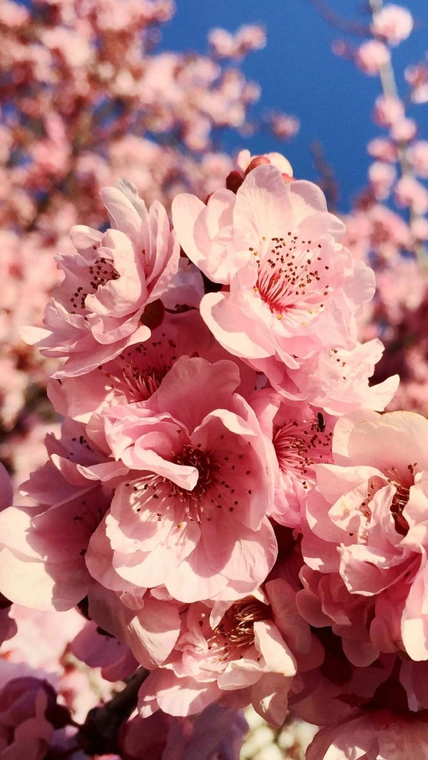 生如夏花之绚烂,绝美鲜花壁纸奉上!