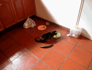 比逗猫棒更有意思的玩具——黄瓜!