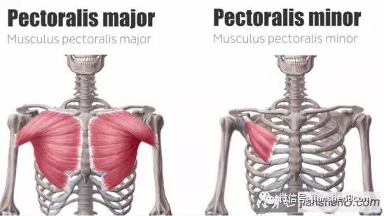 放松胸小肌:改善圆肩驼背-体育频道-手机搜狐说起胸肌我们大多数人的