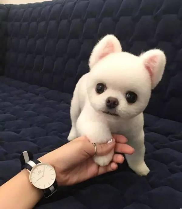 受不了,要被这只颜值扛把子博美萌翻啦