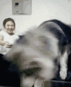 女主人把袜子脱下来问阿拉斯加臭不臭,结果它的反应.