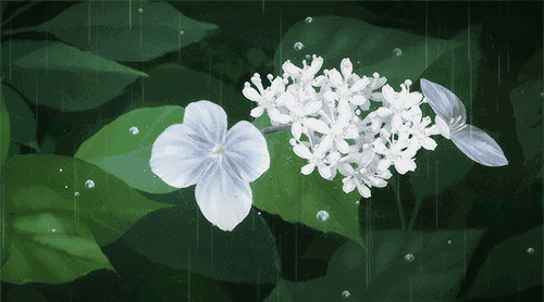 壁纸 花 桌面 500_278 gif 动态图 动图