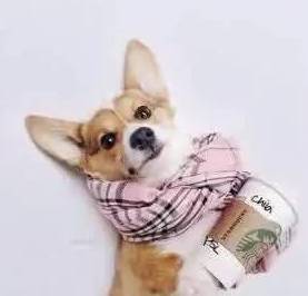 智商排名第一的狗_狗智商排名