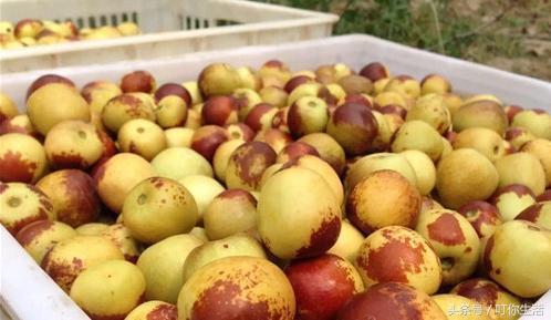 啥是大荔冬枣 a0502v98197560477405.jpeg