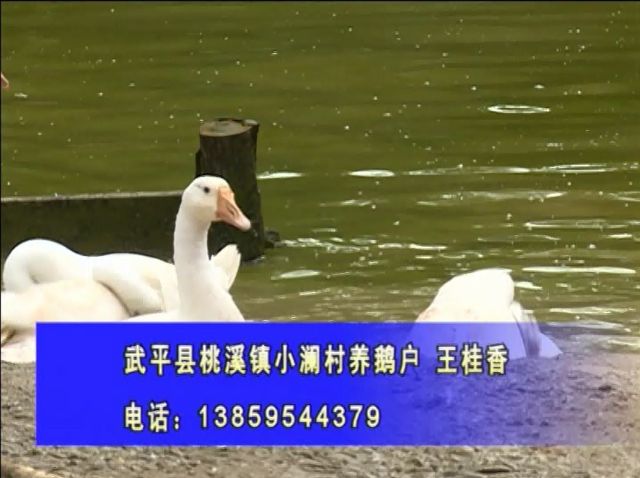 a88t8o4085669463619.jpg