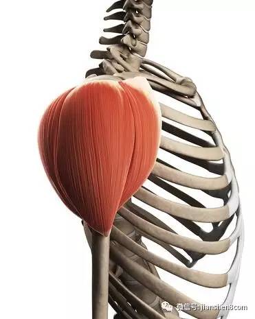 三角肌锻炼动作-三角肌前中后束锻炼动作详解