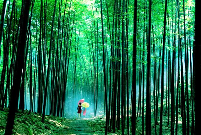 还记得电影《卧虎藏龙》中的经典场景吗?李慕白和玉