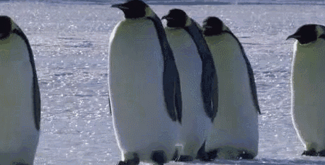 企鹅们排队走路,超级好玩.