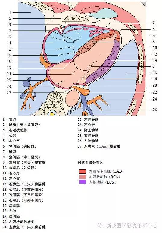胸部血管解剖 详细标注