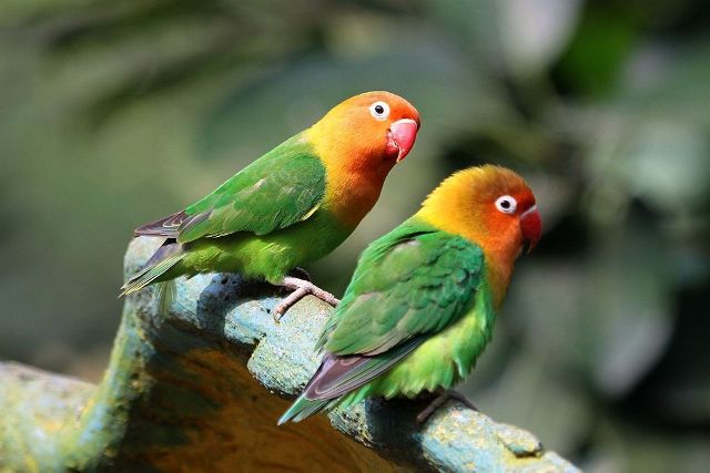 什么鹦鹉成语_鹦鹉简笔画
