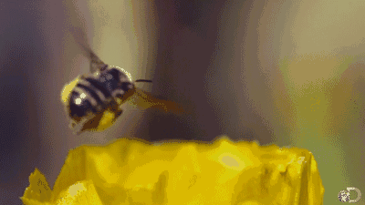 尝尝他100万次蜜蜂飞行酿成的纯蜜|百匠大