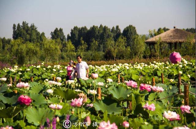 电脑上wap网:荷叶田田青照水,千亩荷塘等你哟-旅游频道-手机搜狐