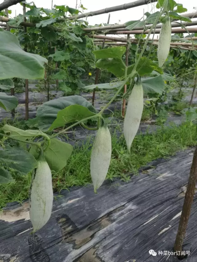 种菜bar的老鼠瓜,你们有木有见过?