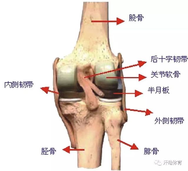 髌骨下端延伸至胫骨粗隆,在髌韧带的两侧,有髌内,外侧支持带,为股内侧