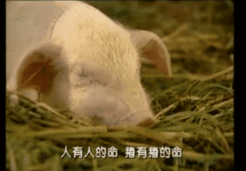 配音的声音很激动,你们再看小猪的表现,嘴巴一张一合地好像真的在说话