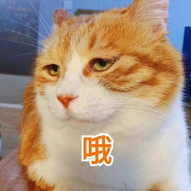 猫咪网站最新人口_可爱猫咪图片(3)