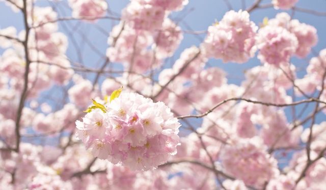 樱花校园怎么穿搭才最美呢_樱花校园模拟器(3)