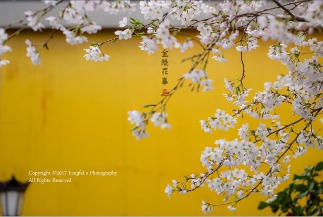 苦菜花花开闪金光曲谱_苦菜花开闪金光简谱(3)