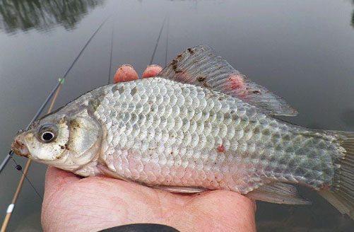 细数钓鲫鱼效果很牛的5种钓法，你用过几种？