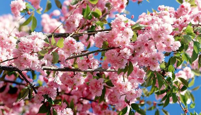 牧童遥指杏花树猜成语杏花村_牧童遥指杏花村图片(3)