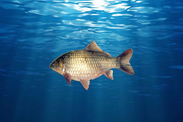 简单高效的、最好用的黑坑钓鲫鱼小药和钓鲫鱼