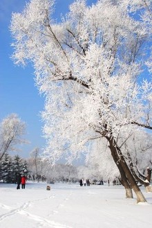 小图11月21日早晨,一名女孩在吉林市青年园与雾凇美景合影留念.
