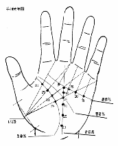 生命線:從實指與拇指的中央開始,年齡有小到大,開始為18歲,依次為各