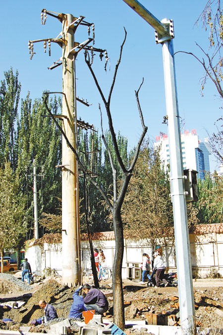 电线杆和树木被烧焦 记者 王远征 陈春艳 摄