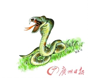 眼镜蛇被斩头半小时 仍张嘴咬伤3岁男童