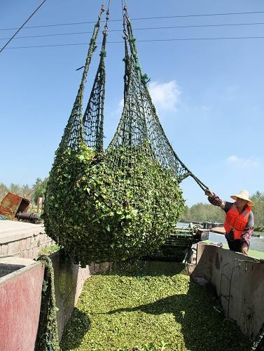 上海打响夏季围剿水葫芦战役(组图)