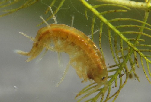 昆明动物所发现钩虾属一新种——碧塔海钩虾(图)