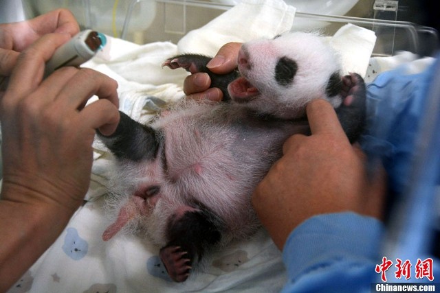 【图刊】大熊猫"圆仔"成长日记
