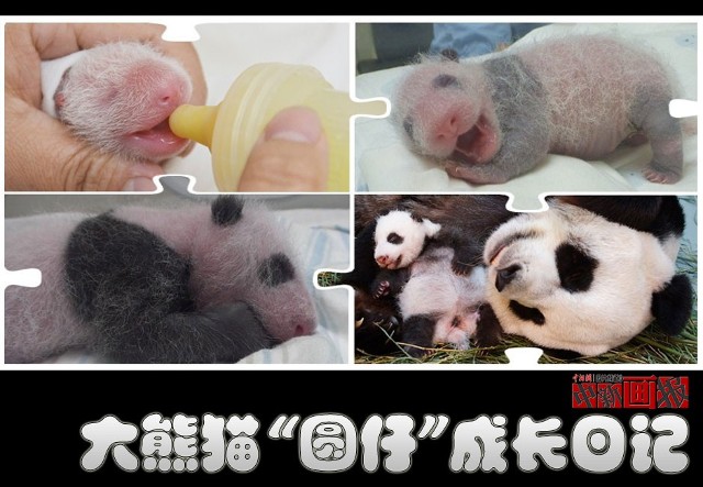【图刊】大熊猫"圆仔"成长日记