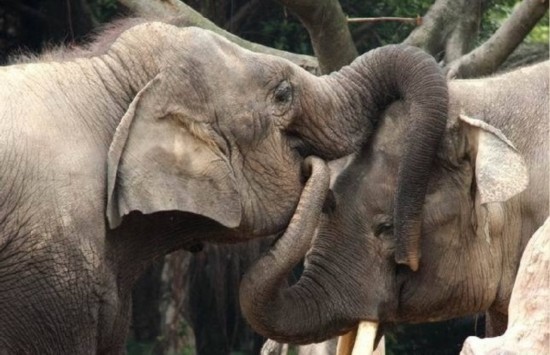 罕见动物性爱 令人瞠目的大象后入式交配/图(1)_科学探索_光明网