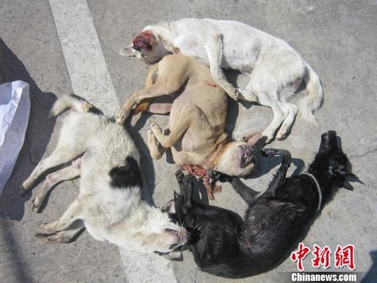 浙江破获11吨毒狗肉贩售案 部分流入江苏餐馆(组图)