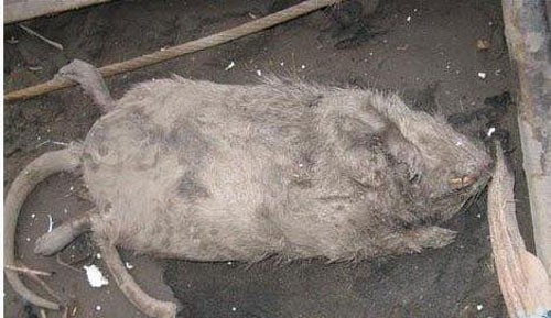 硕大老鼠一连咬死三只猫崽 江湖恩怨惹祸(图)