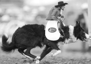 猴子骑狗的方式非常自然