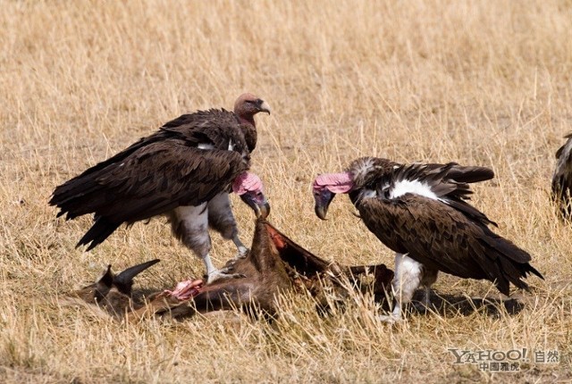 实拍茹毛饮血的食肉动物(组图)
