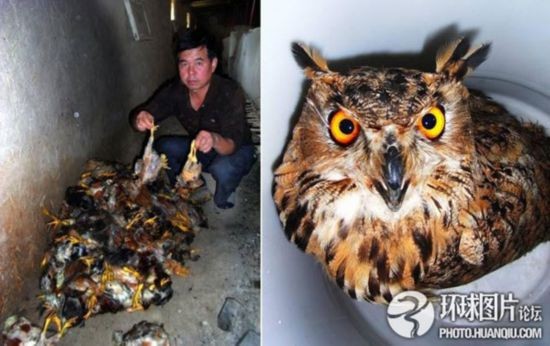 巨型猫头鹰深夜偷鸡 千只小鸡惊吓过度死亡