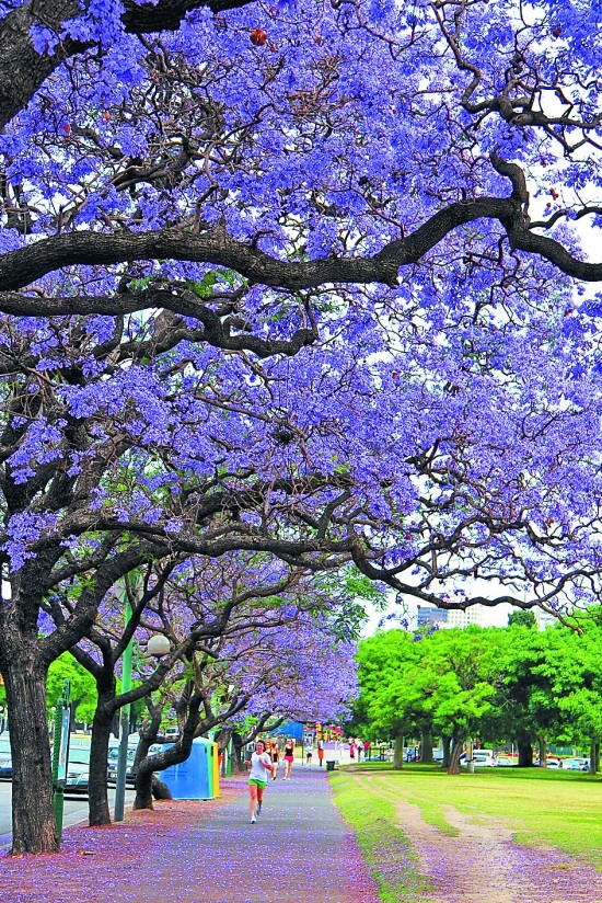 蓝楹开 引客来(图)