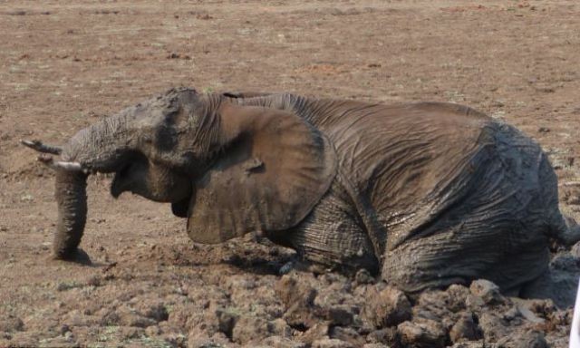 救助陷入泥潭的大象母子(组图)